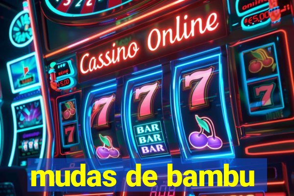 mudas de bambu