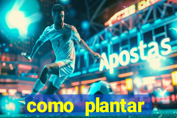 como plantar gergelim no vaso