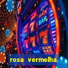 rosa vermelha (letra e cifra)